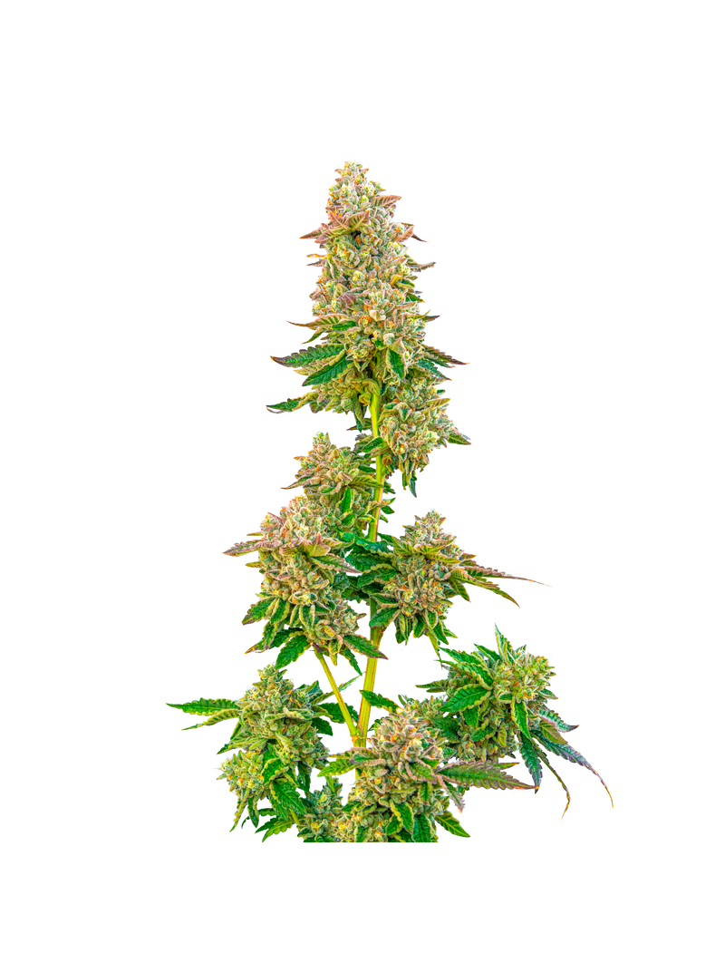 Boston Cream Pie, Фасовка: 5